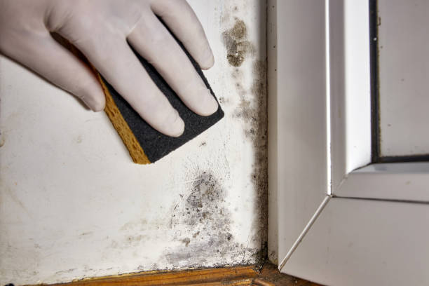 Best Basement Mold Removal  in Shorewood Tower Hills Harbert, MI
